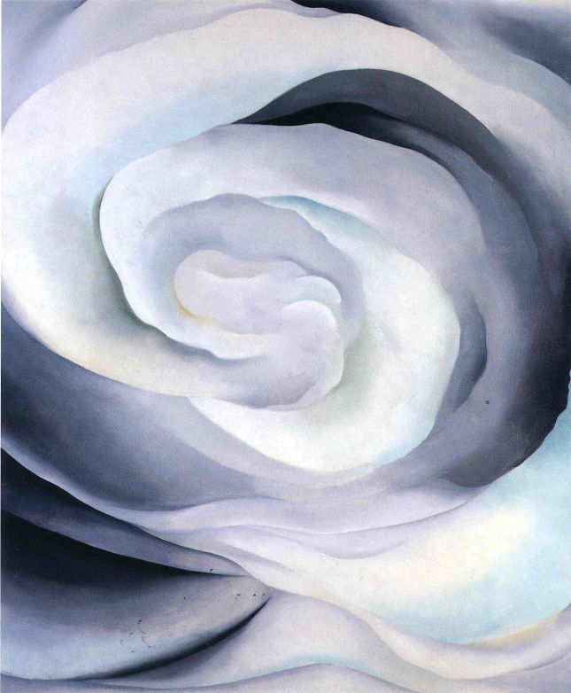 abstraction-white-rose