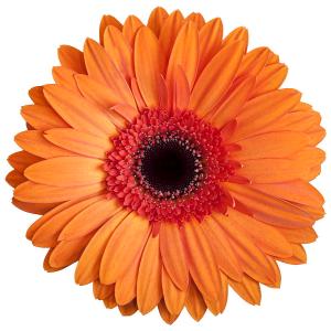 orange-gerbera-daisy-on-white-background-ii-zoe-ferrie